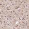 Monoamine Oxidase B antibody, FNab04971, FineTest, Immunohistochemistry frozen image 