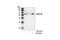 Cyclin A2 antibody, 4656S, Cell Signaling Technology, Western Blot image 