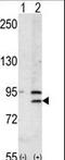 Bromodomain Containing 2 antibody, LS-C101128, Lifespan Biosciences, Western Blot image 