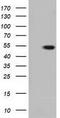 Tubulin Alpha 3e antibody, GTX83467, GeneTex, Western Blot image 