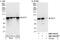 Ecdysoneless Cell Cycle Regulator antibody, NBP1-46215, Novus Biologicals, Western Blot image 