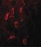 Estrogen Receptor 1 antibody, PA5-34577, Invitrogen Antibodies, Immunofluorescence image 