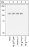 RB Transcriptional Corepressor 1 antibody, GTX24787, GeneTex, Western Blot image 