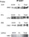 G Protein-Coupled Estrogen Receptor 1 antibody, NLS4271, Novus Biologicals, Western Blot image 