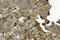 CFL1 antibody, LS-C177632, Lifespan Biosciences, Immunohistochemistry frozen image 