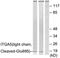 Integrin Subunit Alpha 5 antibody, LS-C121079, Lifespan Biosciences, Western Blot image 