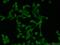 Ubiquitin Specific Peptidase 11 antibody, 22340-1-AP, Proteintech Group, Immunofluorescence image 