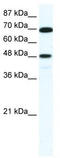 Zinc Finger Protein 446 antibody, TA339501, Origene, Western Blot image 