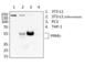 Peroxisome Proliferator Activated Receptor Gamma antibody, 683402, BioLegend, Immunofluorescence image 