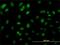Ecdysoneless Cell Cycle Regulator antibody, H00011319-M01, Novus Biologicals, Immunocytochemistry image 