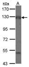 Adenylate Cyclase 2 antibody, GTX118857, GeneTex, Western Blot image 