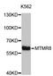 Myotubularin Related Protein 8 antibody, STJ26900, St John