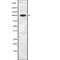 Chromodomain Helicase DNA Binding Protein 1 Like antibody, abx149278, Abbexa, Western Blot image 