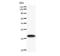 Twist Family BHLH Transcription Factor 1 antibody, LS-C342433, Lifespan Biosciences, Western Blot image 