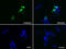 Doublecortin antibody, M01053-2, Boster Biological Technology, Immunofluorescence image 