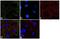 Wnt Family Member 1 antibody, 720054, Invitrogen Antibodies, Immunofluorescence image 
