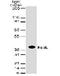 Fas Ligand antibody, GTX59603, GeneTex, Western Blot image 
