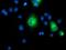 Transmembrane Protein 80 antibody, GTX83505, GeneTex, Immunofluorescence image 