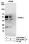 Proline Rich Coiled-Coil 1 antibody, A305-784A-M, Bethyl Labs, Immunoprecipitation image 