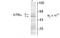 Thyroid Hormone Receptor Alpha antibody, TA309254, Origene, Western Blot image 