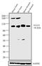 Signal Transducer And Activator Of Transcription 4 antibody, 33-2300, Invitrogen Antibodies, Western Blot image 