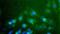 Macrophage Scavenger Receptor 1 antibody, PA5-22957, Invitrogen Antibodies, Immunofluorescence image 