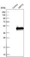 Septin 3 antibody, PA5-51959, Invitrogen Antibodies, Western Blot image 