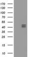 Homeobox D10 antibody, NBP2-45744, Novus Biologicals, Western Blot image 