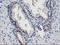 PNMT antibody, LS-C172946, Lifespan Biosciences, Immunohistochemistry frozen image 
