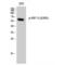 Interferon Regulatory Factor 3 antibody, LS-C381472, Lifespan Biosciences, Western Blot image 