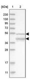 RNA Polymerase III Subunit C antibody, PA5-55640, Invitrogen Antibodies, Western Blot image 