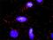Cyclin D2 antibody, H00000894-D01P, Novus Biologicals, Proximity Ligation Assay image 