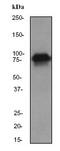 Cortactin antibody, ab81208, Abcam, Western Blot image 