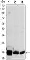 Cytochrome C Oxidase Subunit 4I1 antibody, STJ97964, St John