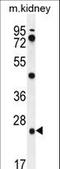 Pyroglutamyl-Peptidase I antibody, LS-C163553, Lifespan Biosciences, Western Blot image 