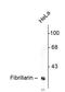 Fibrillarin antibody, 480009, Invitrogen Antibodies, Western Blot image 