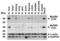 MYD88 Innate Immune Signal Transduction Adaptor antibody, 2127, ProSci, Immunoprecipitation image 