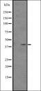 Hrb antibody, orb335449, Biorbyt, Western Blot image 