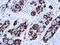 Thyroid Peroxidase antibody, GTX12500, GeneTex, Immunohistochemistry paraffin image 