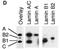 lamin A antibody, IQ330, Immuquest, Dot Blot image 