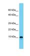 F-Box Protein 10 antibody, orb325939, Biorbyt, Western Blot image 