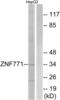 Zinc Finger Protein 771 antibody, abx015017, Abbexa, Western Blot image 