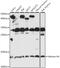 Histone Cluster 4 H4 antibody, 13-978, ProSci, Western Blot image 