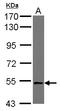NudC Domain Containing 1 antibody, LS-C155471, Lifespan Biosciences, Western Blot image 