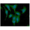 Dynein Light Chain LC8-Type 1 antibody, GTX57639, GeneTex, Immunofluorescence image 