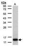 Cytochrome C Oxidase Subunit 6A2 antibody, PA5-21922, Invitrogen Antibodies, Western Blot image 