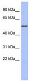 Tubulin Alpha 4a antibody, TA345671, Origene, Western Blot image 