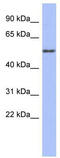 Tubulin Alpha 4a antibody, TA345671, Origene, Western Blot image 