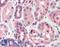 C1q And TNF Related 3 antibody, LS-B465, Lifespan Biosciences, Immunohistochemistry frozen image 