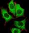 Terminal Nucleotidyltransferase 2 antibody, A32403, Boster Biological Technology, Immunofluorescence image 
